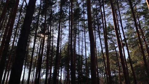 Pine forest on a warm summer morning. Stock Footage 161025529