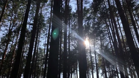 Pine forest on a warm summer morning. Stock Footage 161025573