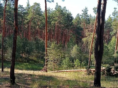 Pine Forest in Warm Summer Sunlight Stock Photos