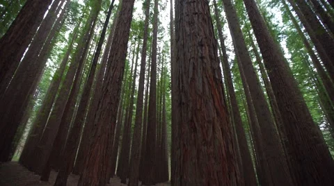 Pine Forest Wide Angle Pan Up Dolly Video stock 67876788