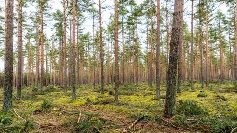 Pine forest in wide format Stock Photos