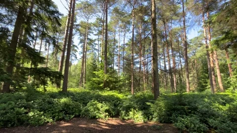 Pine forest - wide long pan Stock Footage 312717530