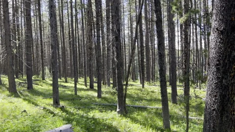 Pine Forest Wilderness Landscape Stock Footage 240675291