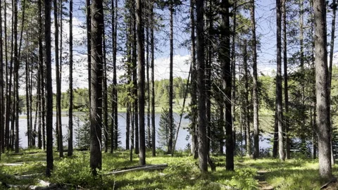 Pine Forest Wilderness Landscape Stock Footage 240676772