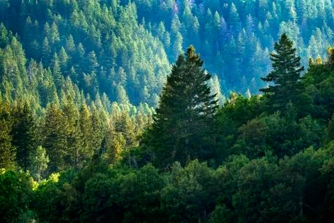 Pine Forest in Wilderness Mountains Stock Photos
