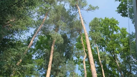 Pine forest from the window. Stock-Footage 132246232