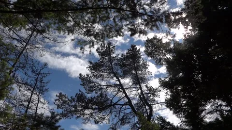 Pine Forest - Windy Trees - Blue Sky &amp; White Clouds 動画素材 52996449