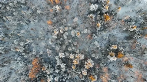 Pine Forest in Winter Aerial Stock-Footage 150260860