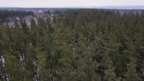 Pine forest in winter. aerial shooting Stock Footage 148289549