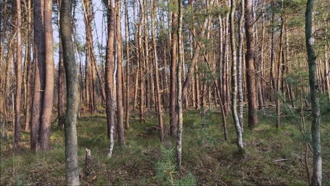 Pine forest in winter. Beautiful warm sunlight illuminates the trees Stock Footage 212560959