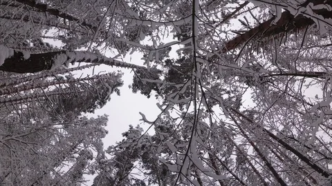 Pine Forest in Winter, Branches Covered With Snow Stock Footage 100970033