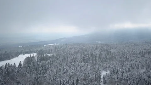 Pine forest in winter on a cloudy day - moody aerial shot Stock Footage 97160805