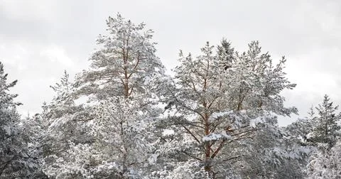 Pine forest in winter covered by snow Stock Photos