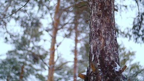 Pine forest. Winter day Video stock 74485072