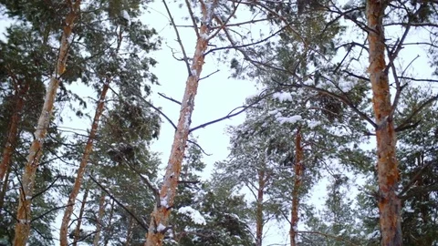 Pine forest. Winter day Stock Footage 74485297