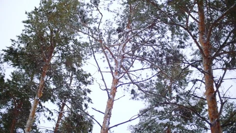 Pine forest. Winter day Stock Footage 74486084