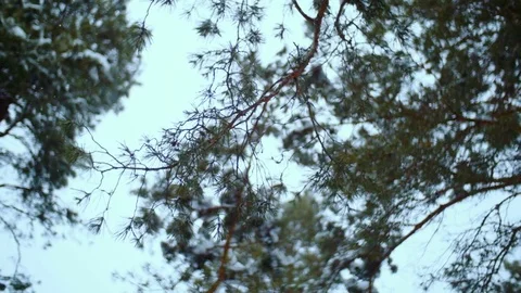 Pine forest. Winter day Stock Footage 74486581