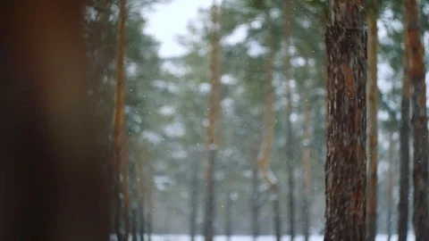 Pine forest. Winter day Stock Footage 74486960
