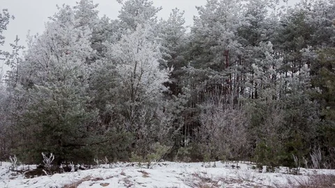 Pine forest in winter day Stock-Footage 75810219
