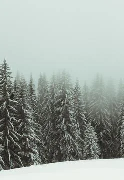 Pine forest on winter day landscape photo Stock Photos