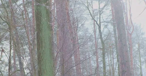 Pine forest in winter. Falling snow flakes, bright sunlight from the sky. Vídeos de archivo 232373295