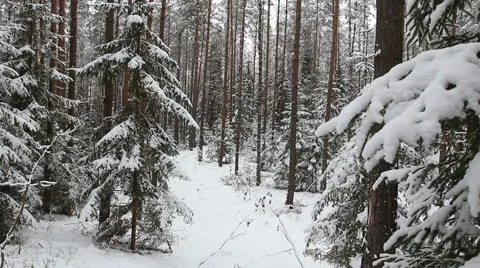 Pine forest in winter Stock Footage 46797610