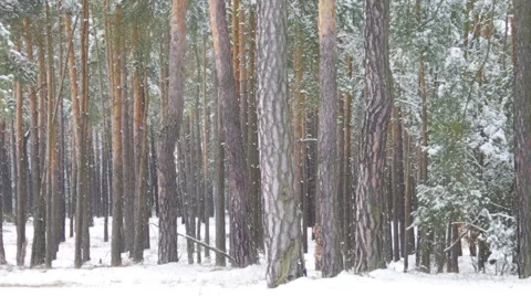 Pine forest in winter Stock Footage 58892888