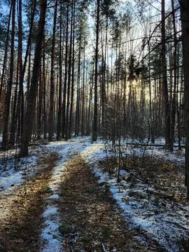 Pine Forest in Winter with Low Sunlight Stock Photos