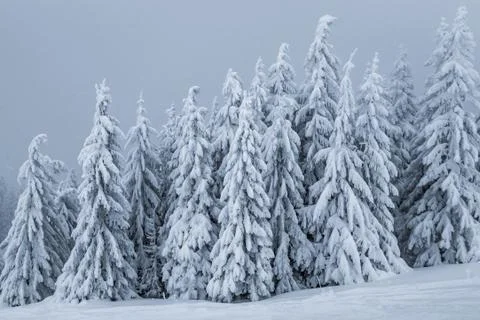 Pine forest in winter Stock Photos