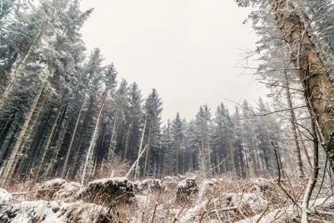 Pine forest in the winter Stock Photos