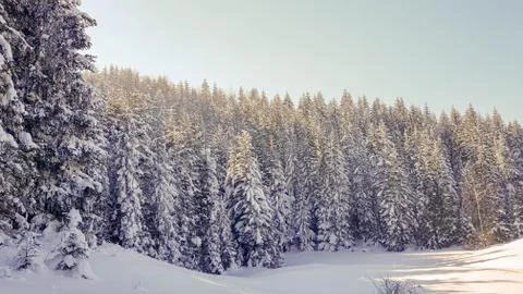 Pine forest in winter Stock Photos