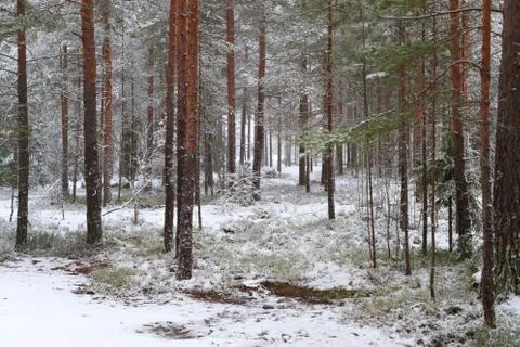 In a pine forest in winter Stock Photos