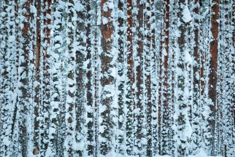 Pine forest in winter Stock Photos