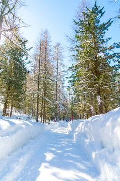 Pine forest in winter. Stock Photos