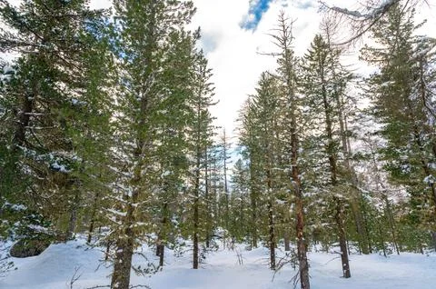 Pine forest in winter. Stock Photos