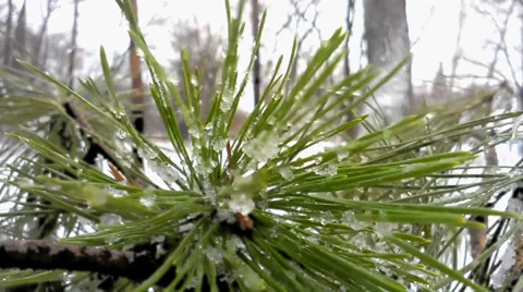 Pine in the forest. Winter in the Russia 動画素材 45850343