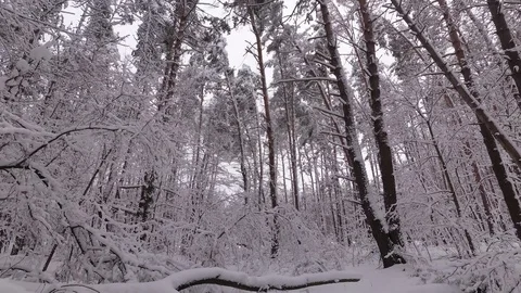 Pine Forest in Winter, Snow Falls From a Branch Stock Footage 100969904