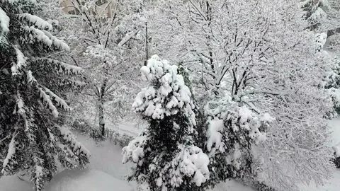 Pine forest in winter snow outdoor nature landscape Vídeos de archivo 334658572
