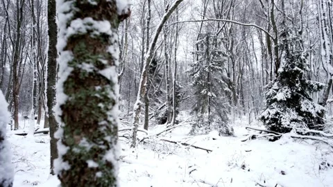 Pine forest in winter snow outdoor nature landscape Stock-Footage 334658579