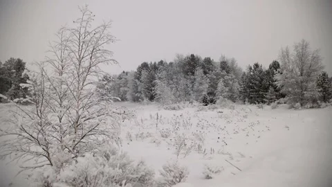 Pine forest in winter snow outdoor nature landscape Stock-Footage 334658608