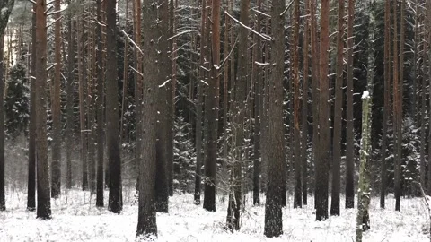 Pine forest in winter snow slowly falls Stock Footage 167662085