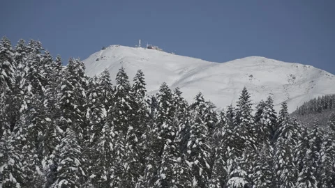 Pine forest in winter with a snowy mountain in the background and a blue sky 스톡 동영상 295292710