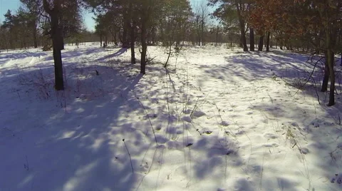 Pine forest in winter sunny day. Aerial. Stock Footage 47159808