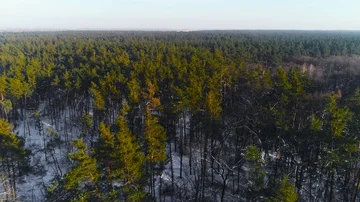 Pine forest in winter at sunset Stock Footage 85911314
