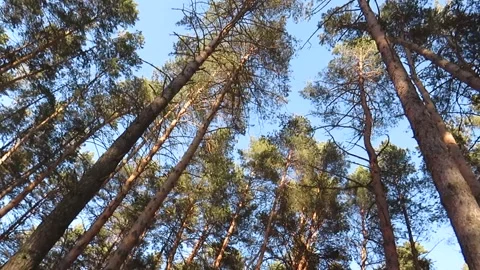 Pine forest in winter at sunset Video stock 151457781