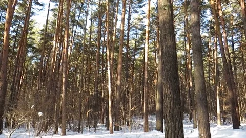 Pine forest in winter at sunset Stock Footage 151457786