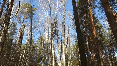Pine forest in winter at sunset Video stock 151457789
