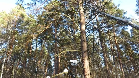 Pine forest in winter at sunset Video stock 151465860