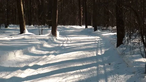 Pine forest in winter at sunset Video stock 151465869