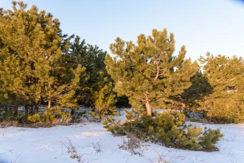Pine forest, winter sunset sunlight Stock Photos